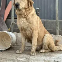 سگ ماده پژدر کردستان واگذاری