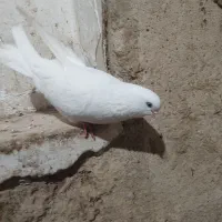 ماده سفید بدون غلط