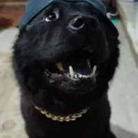 سگ خانگی|سگ|کرج, حیدرآباد|دیوار