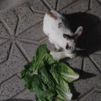 واگذاری خرگوش