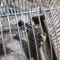 سهره دورگ|پرنده|شیراز, میرزاکوچک خان|دیوار