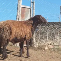 قوچ ترتمیز 4دندان سالم بدون عیب داشتی