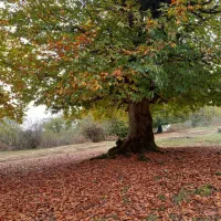 نظافت منزل و پرستار سالمند