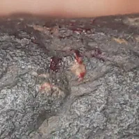 شهاب سنگ . سنگ جواهرات. سنگ باستانی|جواهرات|گرگان, |دیوار