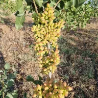 بهترین پسته از خود تولید کننده