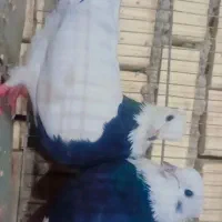 یک جفت زاغ آبادانی نوک وچشم سفیدویک جفت طوقی|پرنده|شادگان, |دیوار