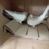 کبوتر جفت اصل و نسب دار|پرنده|رشت, یخسازی|دیوار