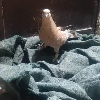 کبوتر|پرنده|شوش, |دیوار