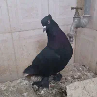 کفتر کبوتر نر|پرنده|کرمان, |دیوار