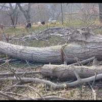 خرید و برش چوب|خدمات باغبانی و درختکاری|نقده, |دیوار