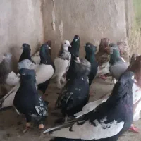 کفتر سینه و کله|پرنده|شیراز, پانصد دستگاه ارتش|دیوار