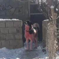 توله سگ قهدریجونی