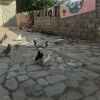حدود ۸تا کفتر بوم قلدور کاردروست