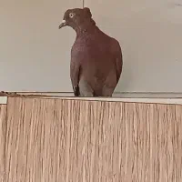 سرخ دم سفید سالم و سرحال