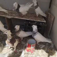 خرمشهر|پرنده|خرمشهر, |دیوار