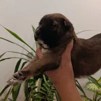 سگ افغان نگهبان گله ای|سگ|بندرعباس, |دیوار