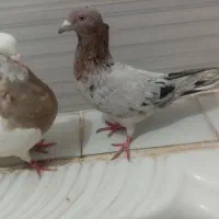 کبوتررنگه سارسرور طوقی زرددم سفید
