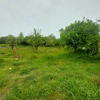 زمین  300 متر درتوبن|فروش زمین و ملک کلنگی|نشتارود, |دیوار