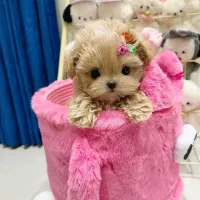 سگ خانگی مینی سایز|سگ|تبریز, |دیوار