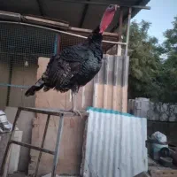 بوقلمون نر برنز سنگین وزن