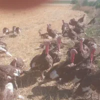 فروش بوقلمون مادهرمحلی