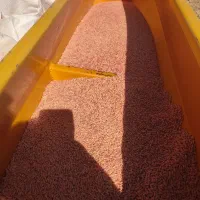 فروش گندم صدرا