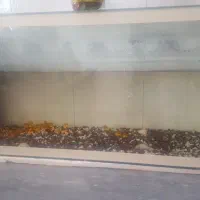 اکواریوم سالم وتمیز|ماهی|اصفهان, باغ فدک|دیوار