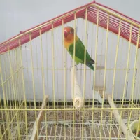 طوطی برزیلی|پرنده|گرمدره, |دیوار