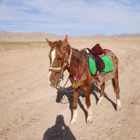 مادیون خود یورقه|اسب و تجهیزات اسبسواری|قوچان, |دیوار