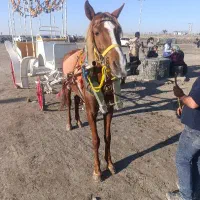 اسب بهشرط کالسکه و پنجشاخ کش