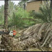 قطع و برش رایگان نخل|خدمات باغبانی و درختکاری|کازرون, |دیوار