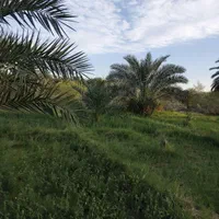 فروش باغ با حدود ۱۰۰ درخت نخل،ریگان|فروش زمین و ملک کلنگی|بم, |دیوار
