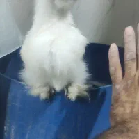 جوجه ابریشمی یک ماهه|حیوانات مزرعه|اهواز, کوی باهنر|دیوار