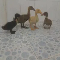 چهارعدد جوجه اردک خوشگل
