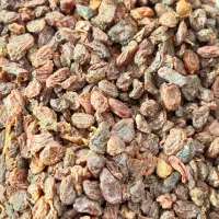 کشمش تاکستان