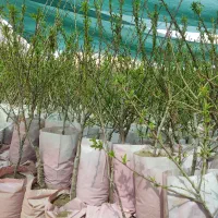 نهالستان پالیز بزرگترین تولیدکننده بادام گلدانی