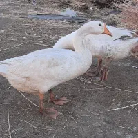 قو غاز
