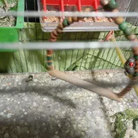 فنچ|پرنده|ری, ولی آباد|دیوار