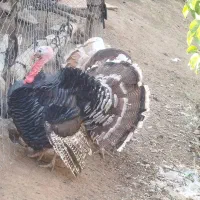 بوقلمون نر چاق چاق چاق|حیوانات مزرعه|مرند, |دیوار