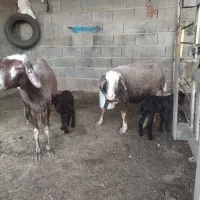 س بره دار بره نر او ماده  سه روزه از هر لخاظ سالم|حیوانات مزرعه|گنبد کاووس, |دیوار