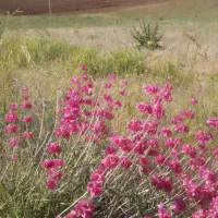 زمین کشاورزی دیم ۱۲ تغار سند دار(۱۲کیسه)