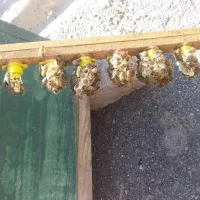 ملکه کارنیکا زنبور عسل ودیگه
