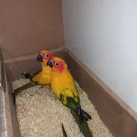 خورشیدی سان کانور خالص