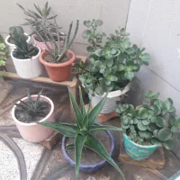 گل وگیاه طبیعی|گل و گیاه طبیعی|اصفهان, فرح آباد|دیوار