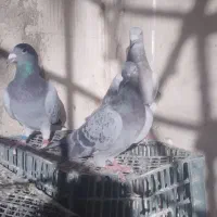 کفتر کبوتر مسافتی همون کیلومتری