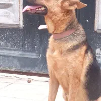 سگ نگهبان|سگ|گرگان, |دیوار