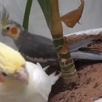 عروس هلندی مولد