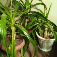 فروش گیاه ملکه اشکی|گل و گیاه طبیعی|اصفهان, محمودآباد|دیوار