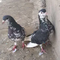 کبوتر خال افشون|پرنده|مشهد, طرق|دیوار