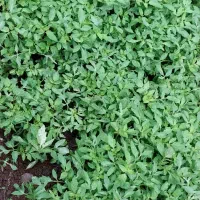 گیاه و کشاورزی